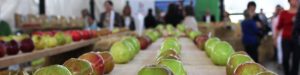 Festival de la manzana en Nava