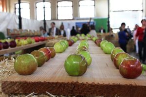 Festival de la manzana en Nava