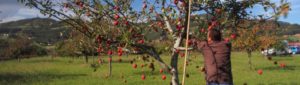 Sidroturismo, recogiendo las manzanas