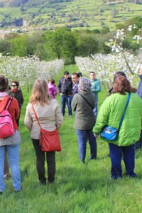 Eventos sidreros, semana de la floración