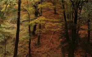 Bosque en otoño en la Sierra del Sueve Colunga