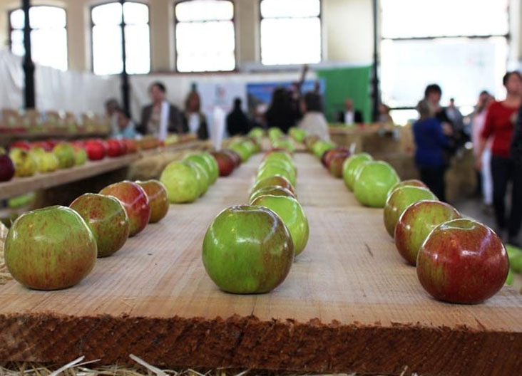 Festival de la manzana