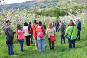 Semana de la floración del manzano