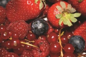 Frutos rojos y frutos del Bosque