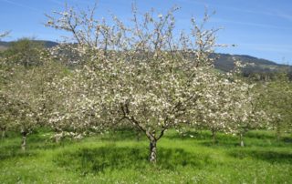 Floración del Manzano en la Comarca de la Sidra, Asturias